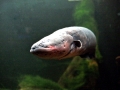 Electric Eel