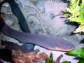 Electric Eel