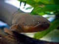 Electric Eel
