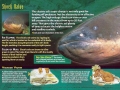 Electric Eel