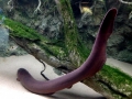 Electric Eel