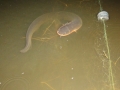 Electric Eel