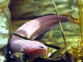 Electric Eel