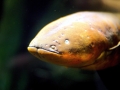Electric Eel