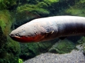 Electric Eel