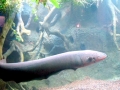 Electric Eel