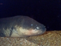 Electric Eel
