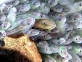 Electric Eel