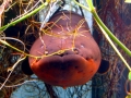 Electric Eel