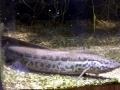 Electric Eel
