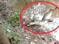 Electric Eel
