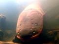 Electric Eel