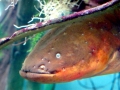 Electric Eel