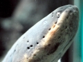 Electric Eel