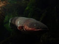 Electric Eel