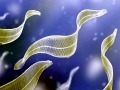 Electric Eel