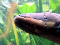Electric Eel
