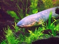 Electric Eel