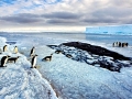 Emperor Penguin