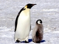 Emperor Penguin