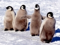 Emperor Penguin