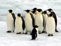 Emperor Penguin