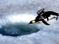 Emperor Penguin