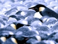 Emperor Penguin