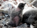 Emperor Penguin