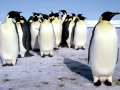 Emperor Penguin