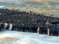 Emperor Penguin