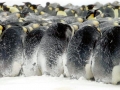 Emperor Penguin
