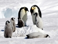 Emperor Penguin