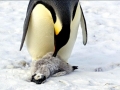 Emperor Penguin