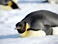 Emperor Penguin