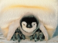 Emperor Penguin