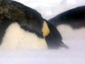 Emperor Penguin