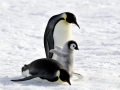 Emperor Penguin