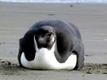 Emperor Penguin
