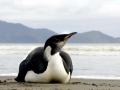 Emperor Penguin