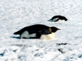 Emperor Penguin