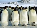 Emperor Penguin