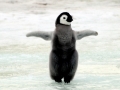 Emperor Penguin