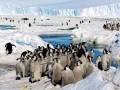 Emperor Penguin