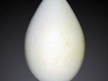 Emperor Penguin