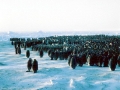 Emperor Penguin