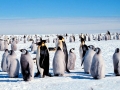 Emperor Penguin