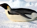 Emperor Penguin