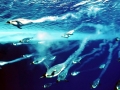 Emperor Penguin
