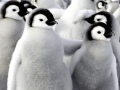 Emperor Penguin